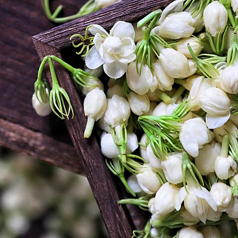 Dried Jasmine Tea in Bulk – Aromatic and Relaxing